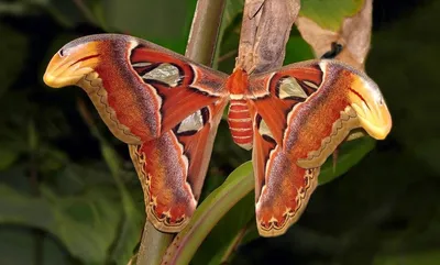 Прекрасные фотографии самой большой бабочки