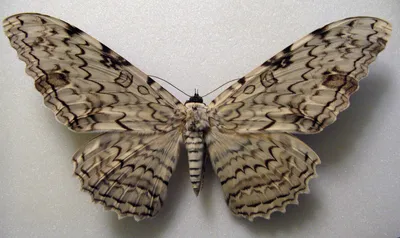 Удивительное фото самой большой бабочки