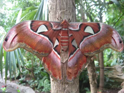 Самая большая бабочка в реалистичных фото