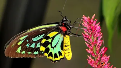 Фантастические изображения самой большой бабочки