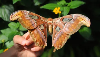 Скачайте фото самой большой бабочки в формате PNG