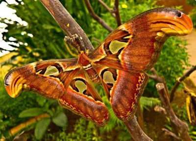 Интересные фото самой большой бабочки