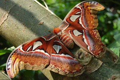 Импрессионистические изображения самой большой бабочки