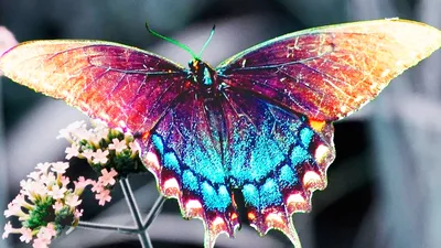 Фотографии самой импозантной бабочки