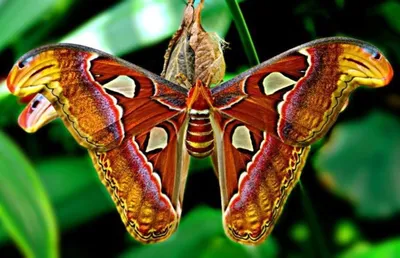 Захватывающие фото самой большой бабочки