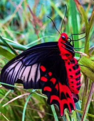 Самая красивая бабочка на фотографии