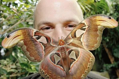 Уникальные изображения самой большой бабочки