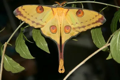Фото самой большой бабочки в различных размерах