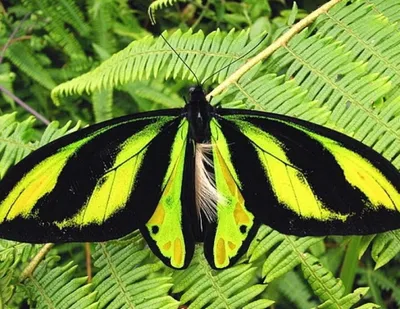 Захватывающие изображения самой большой бабочки