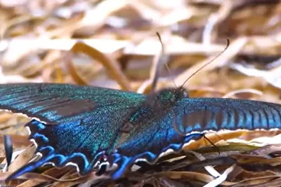 Уникальные фотографии самой величественной бабочки