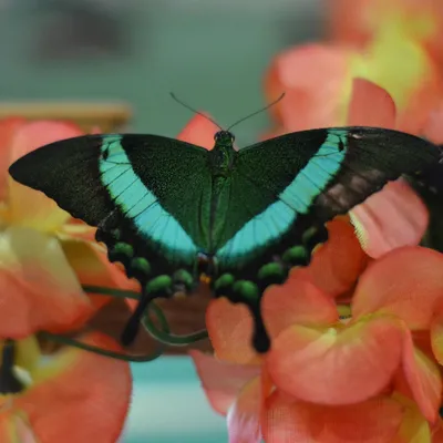 Блистательные фото самой большой бабочки