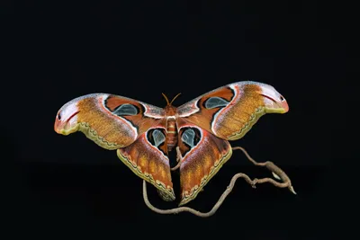 Впечатляющие фотографии самой большой бабочки в разных размерах