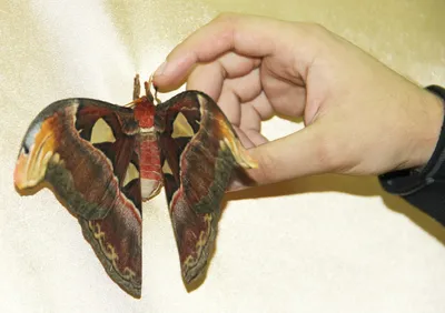 Фотографии самой красочной бабочки