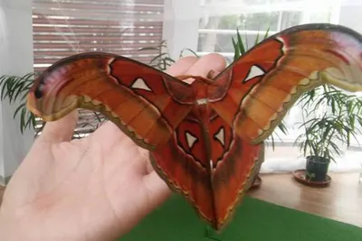 Самая потрясающая бабочка на изображении