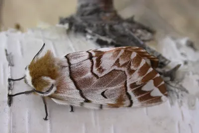 Изысканные фото самой большой бабочки