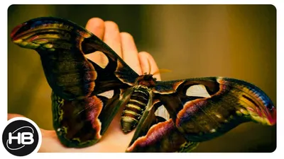 Самая восхитительная бабочка на фотографии