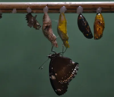 Уникальные фото самой большой бабочки в HD качестве