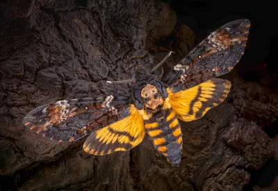Фото самой большой бабочки в различных размерах для просмотра