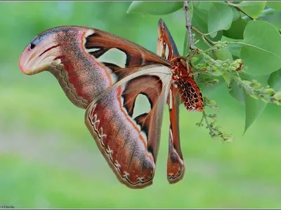 Невероятные изображения самой большой бабочки