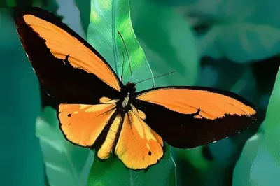 Ослепительные фото самой большой бабочки