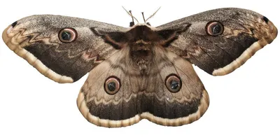 Очаровательные изображения самой большой бабочки
