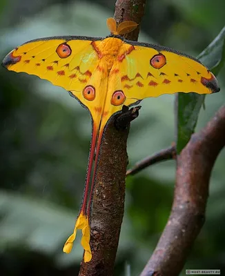 Самая впечатляющая бабочка на фотографии