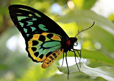 Самая блистательная бабочка на изображении