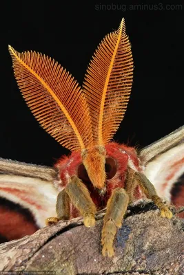 Вдохновляющие фотографии самой большой бабочки в мире