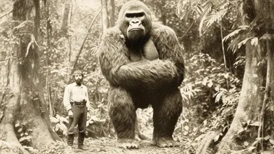 Самая большая горилла в мире: Удивительные фото истории обезьян