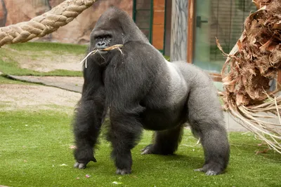 Фото Самой большой гориллы: Выбери свой размер и формат скачивания