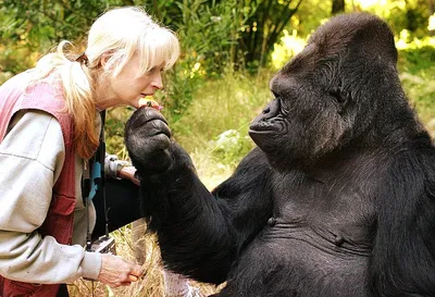 Потрясающие моменты: Картинки самой крупной гориллы на Земле