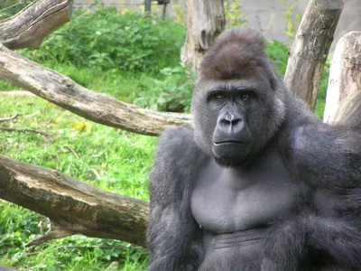 Исследуй природу: Фотографии самой большой гориллы