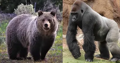 Эксклюзивные снимки: Самая большая горилла в HD