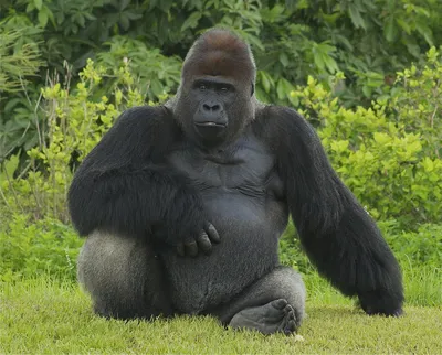 Самая крупная горилла: Полезная информация и удивительные фото