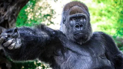 Фотообои с гориллой: Скачивай бесплатно в любом формате