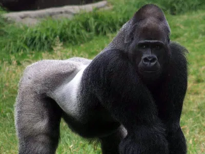 Обезьяны в фокусе: Изумительные снимки гигантской гориллы