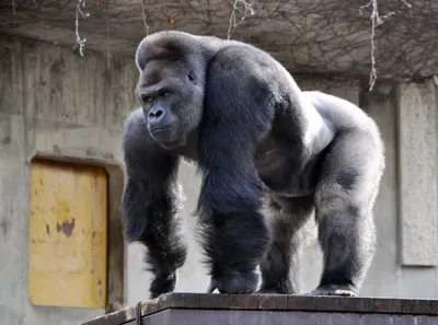 Очарование природы: Фотографии гигантской гориллы в различных размерах