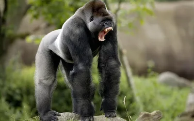 Король Обезьян: Фото самой крупной гориллы на планете