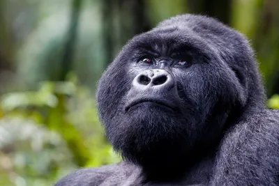 Великан среди обезьян: Увековеченные моменты самой крупной гориллы