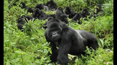 Гигантская Голиафа: Загадочная красота величайшей гориллы