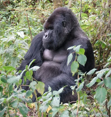 Величественный Колосс: Фотографии самой большой гориллы