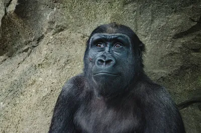 Шедевры природы: Уникальные снимки самой крупной гориллы