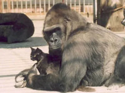 Встречайте Голиафа: Фотографии короля обезьян в естественной среде