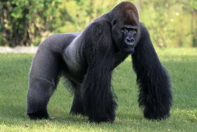 По ту сторону джунглей: Загадочные фотографии гориллы Голиафа