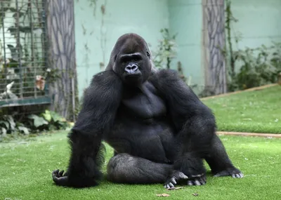 Великий страж лесов: Фотоэкспедиция к самой большой горилле