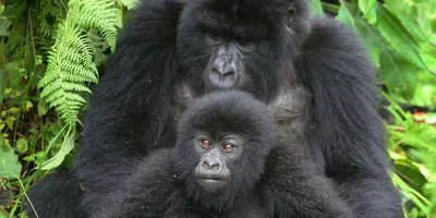 Величественный взгляд: Потрясающие фотографии самой большой гориллы