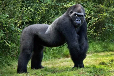 Самая большая горилла в мире фотографии