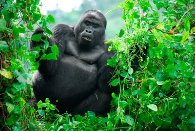 Секреты джунглей: Фотографии величайшей гориллы