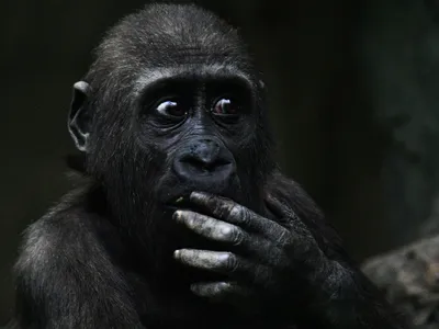 Горилла Голиаф в объективе: Удивительные моменты жизни крупнейшей обезьяны