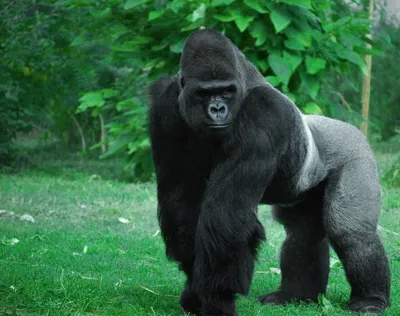 Фото: Самая большая горилла в мире в HD качестве